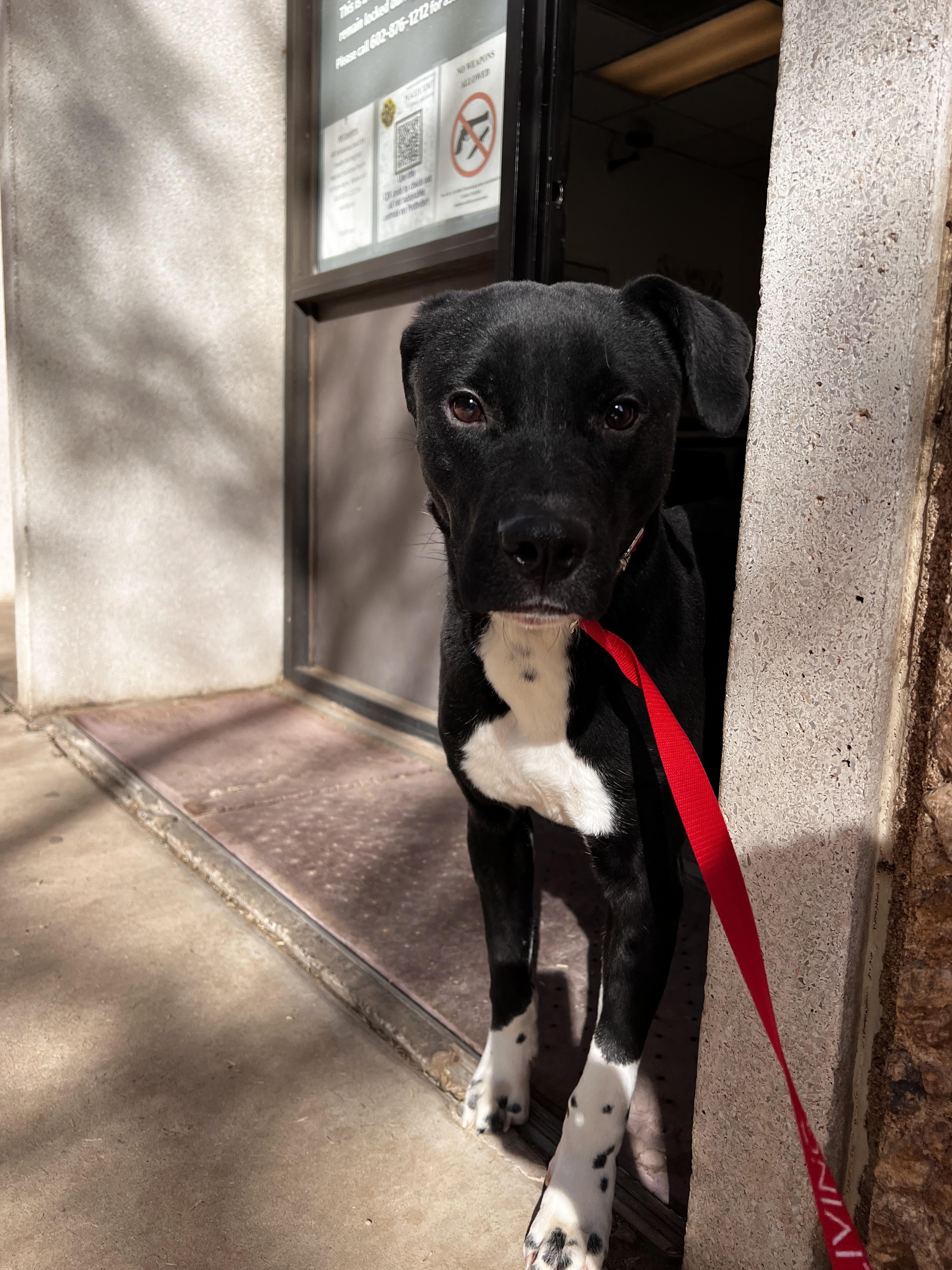 Ironhide 3970, a Adoptable mixed breed in Phoenix, AZ image 5/5