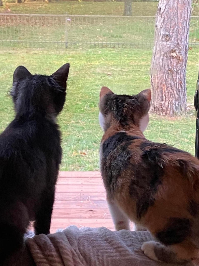 Faith, Adopted, Kitten Female Calico.