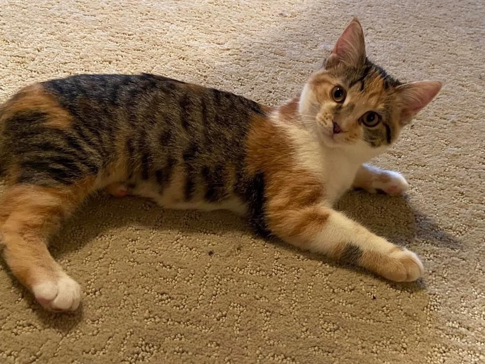 Enlarge Faith, a Adopted Calico in Menasha, WI image 2/3