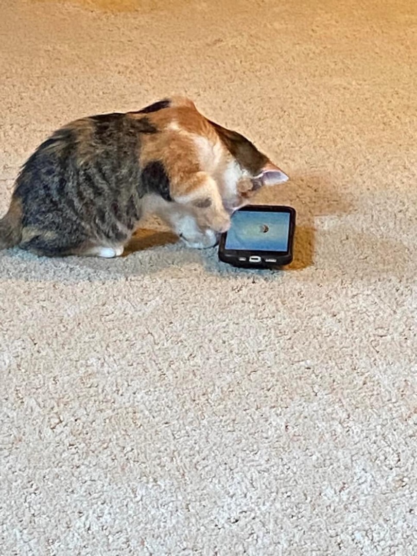 Enlarge Faith, a Adopted Calico in Menasha, WI image 3/3