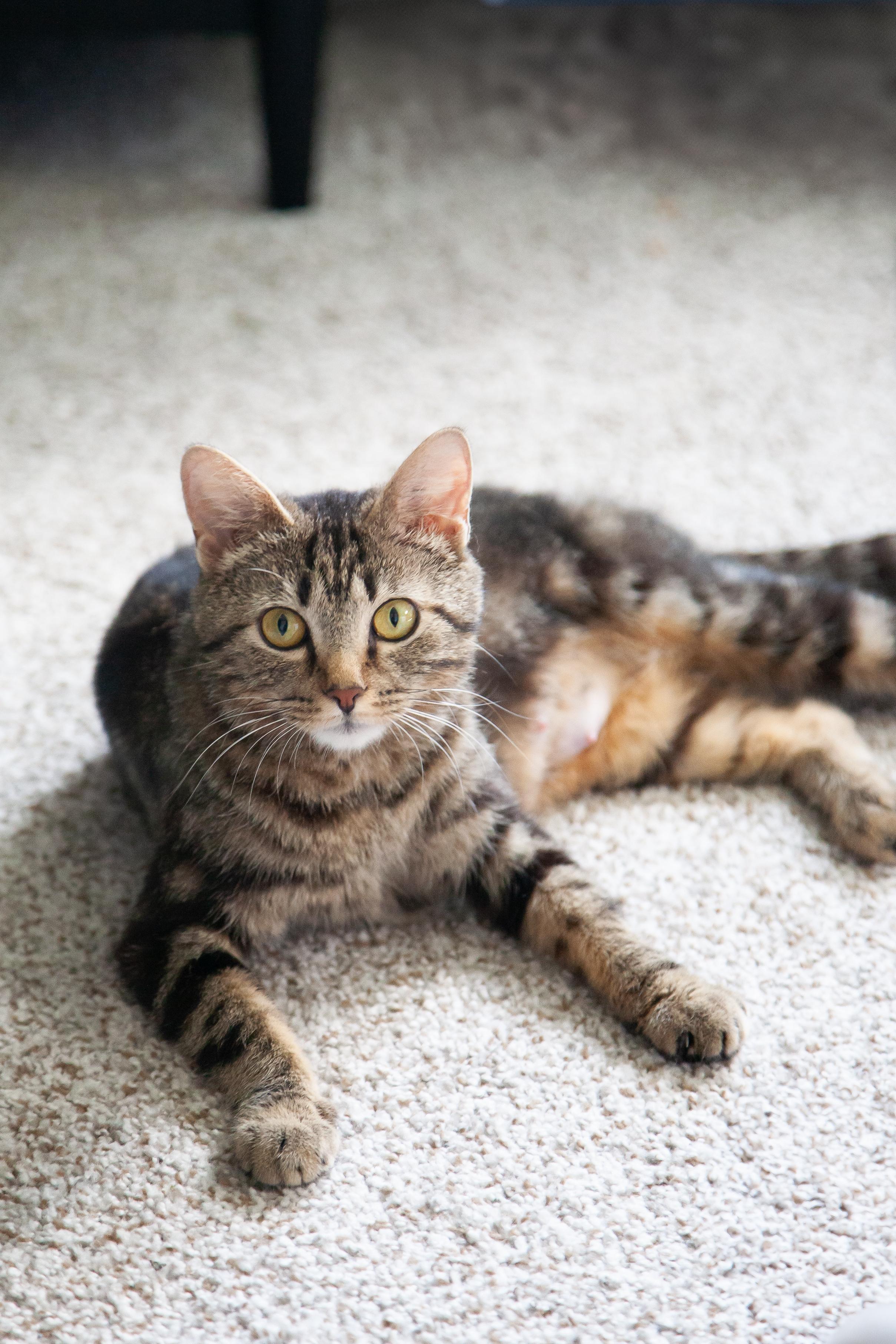 Tia - Pending Adoption, a ADOPTABLE Domestic Short Hair in Nashville, TN image 4/4