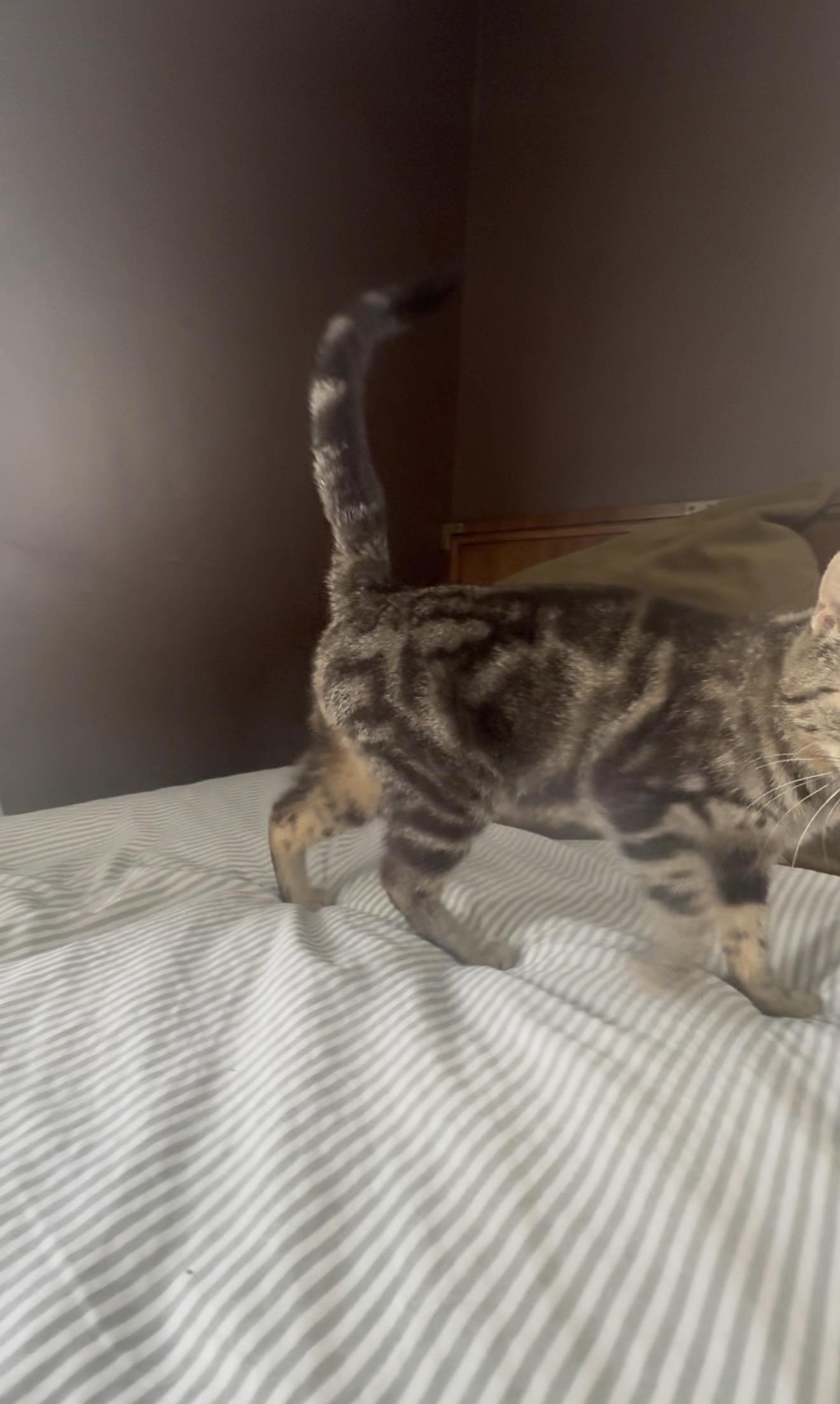 Tia - Pending Adoption, a ADOPTABLE Domestic Short Hair in Nashville, TN image 3/4