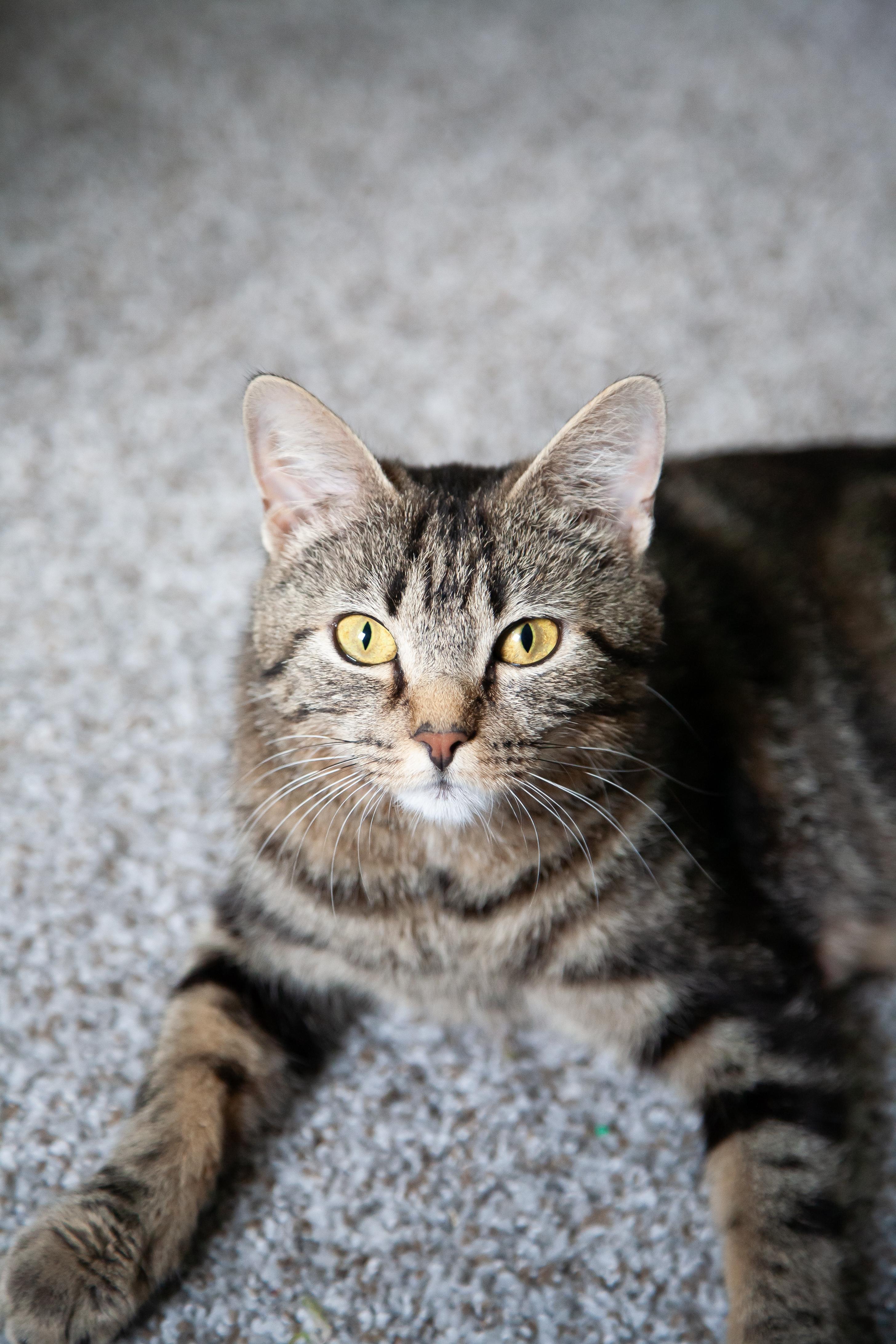 Tia - Pending Adoption, a ADOPTABLE Domestic Short Hair in Nashville, TN image 2/4