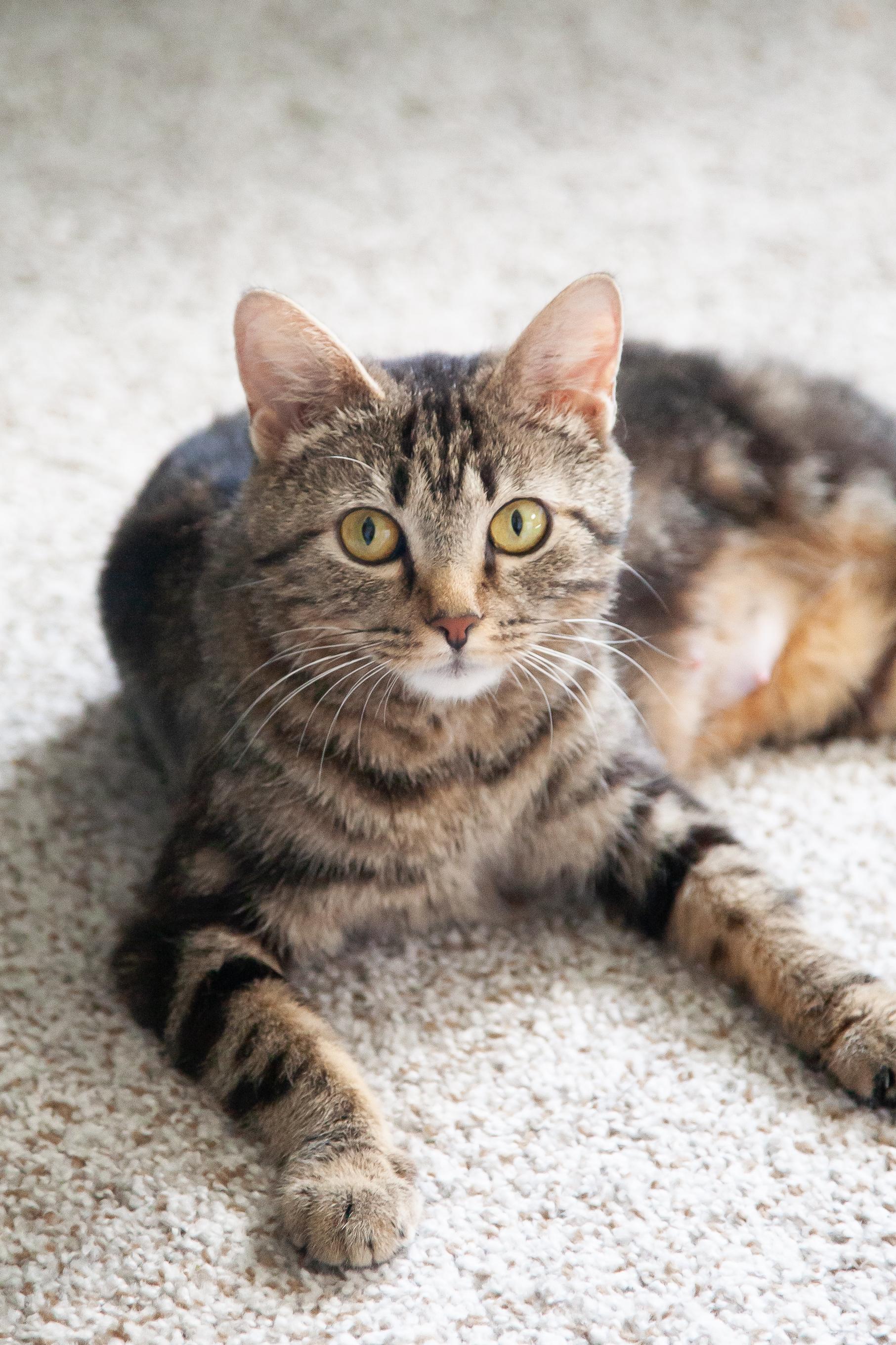 Tia - Pending Adoption, ADOPTABLE, Adult Female Domestic Short Hair.