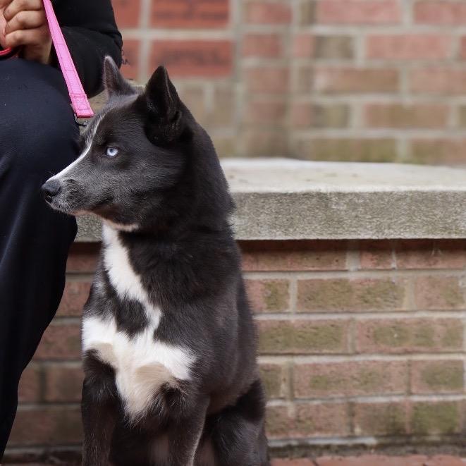 Cookie, Adoptable, Young Female Husky & Pomeranian.