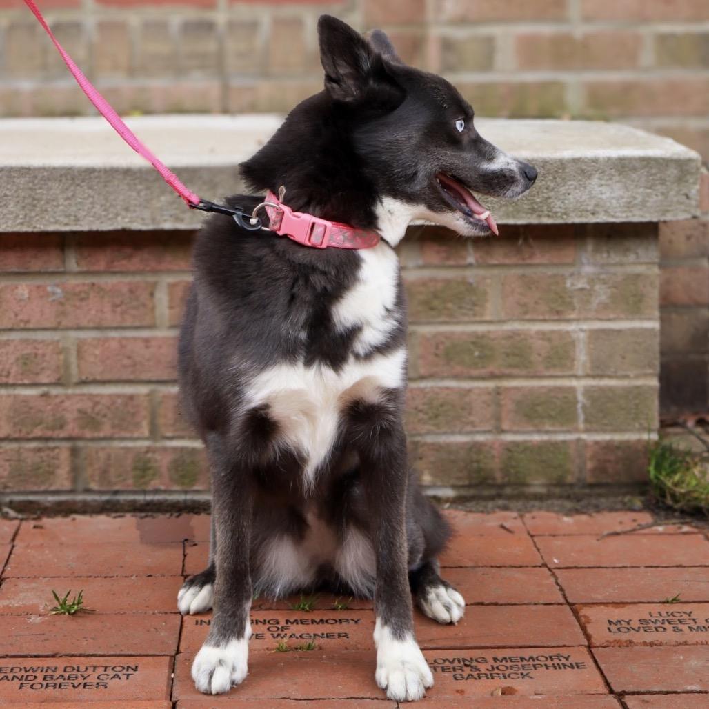 Cookie, a Adoptable mixed breed in Waldorf, MD image 2/6