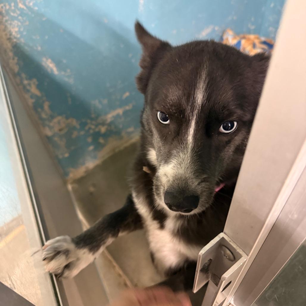 Cookie, a Adoptable mixed breed in Waldorf, MD image 4/6