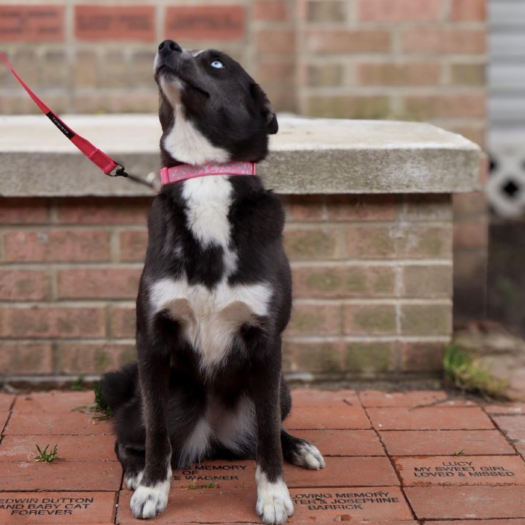 Cookie, a Adoptable mixed breed in Waldorf, MD image 5/6
