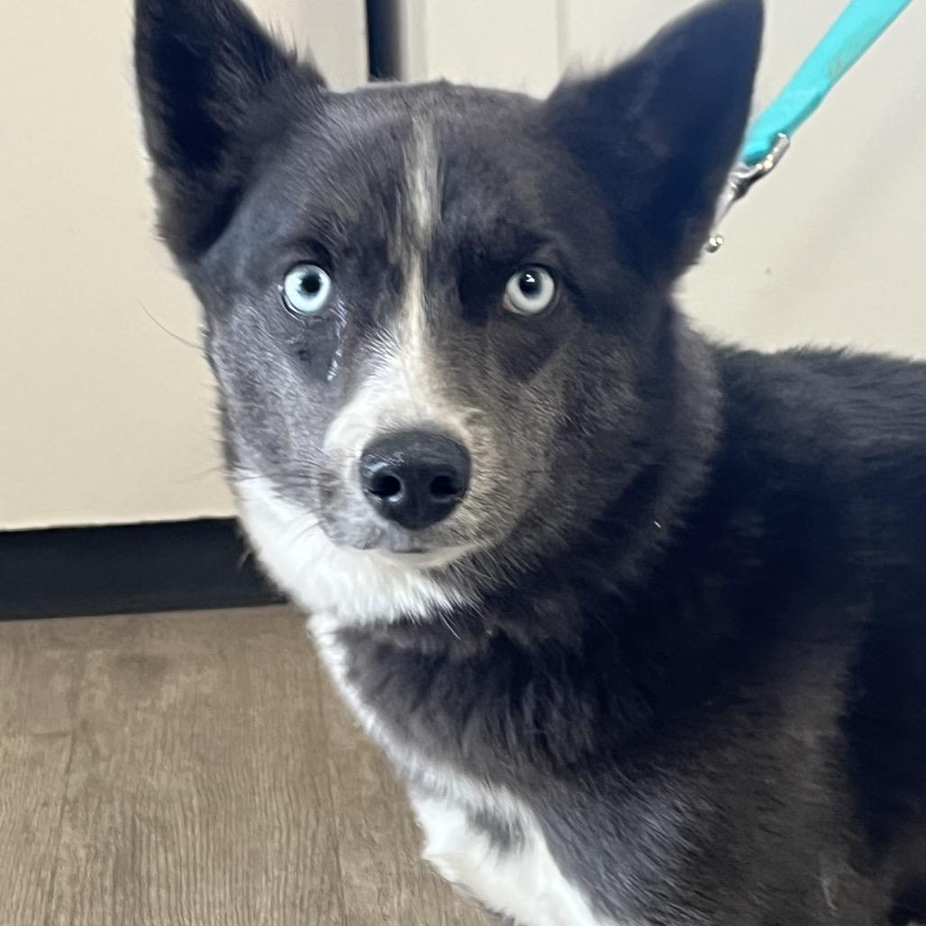 Cookie, a Adoptable mixed breed in Waldorf, MD image 6/6