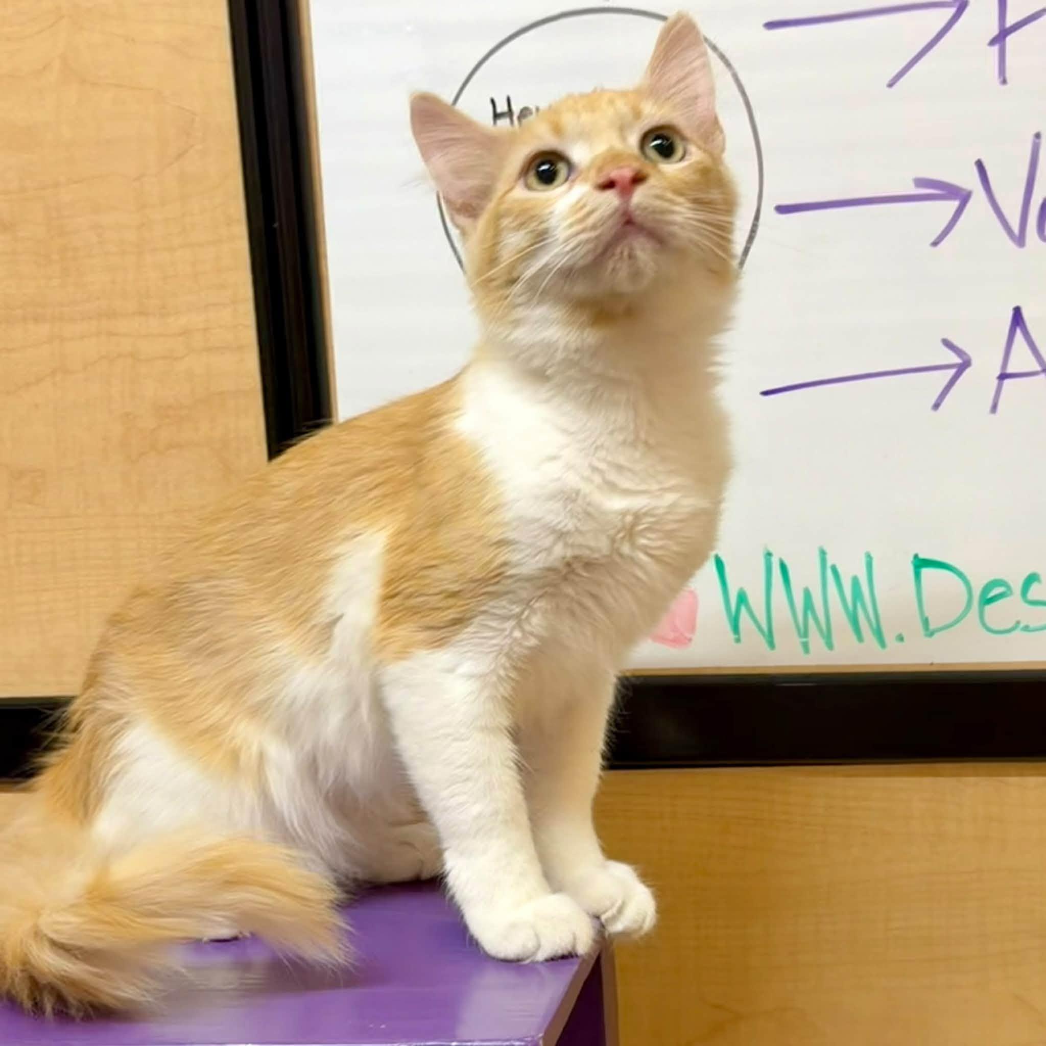 Enlarge Pennywise, a Adoptable Domestic Medium Hair in Queen Creek, AZ image 2/4