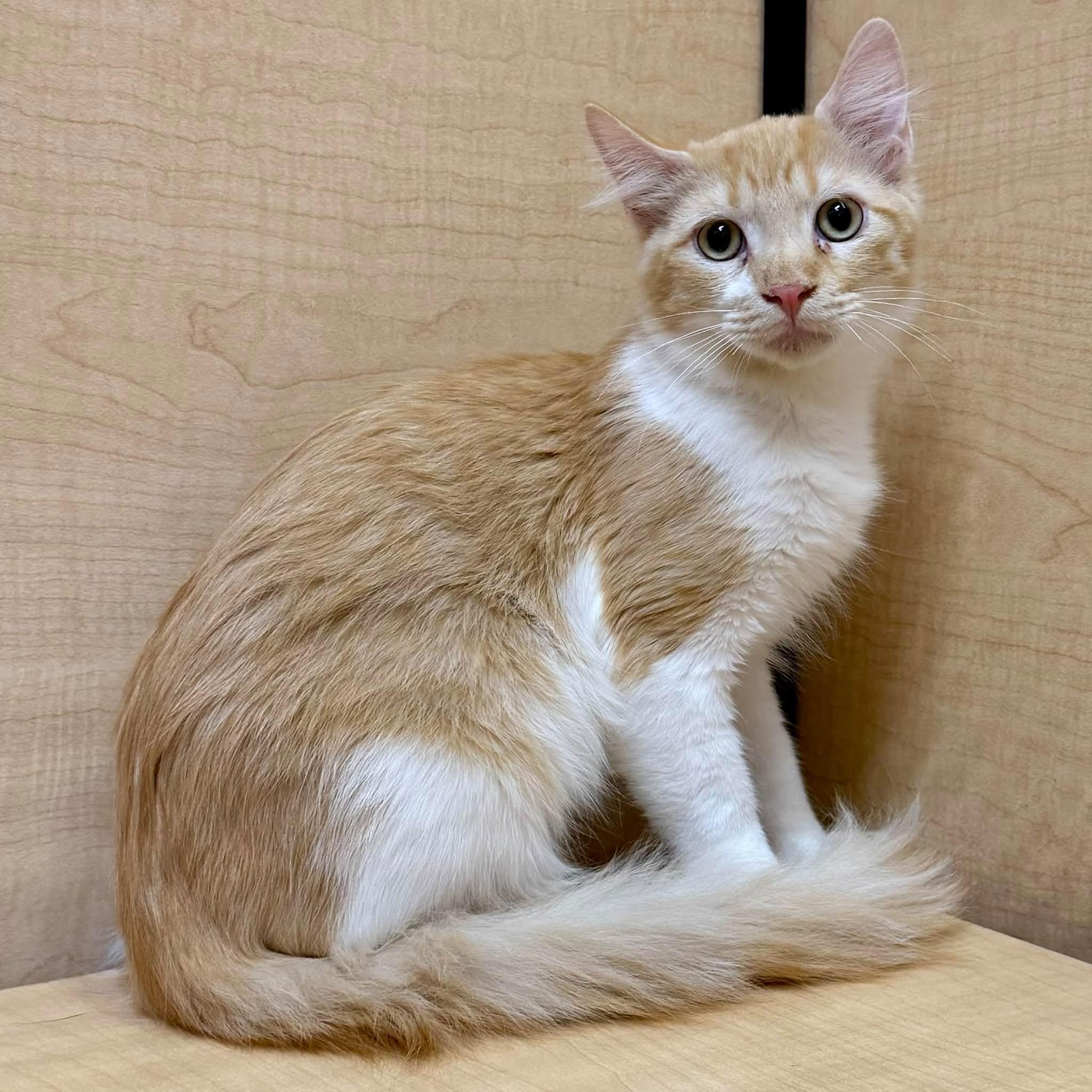 Pennywise, Adoptable, Kitten Male Domestic Medium Hair.