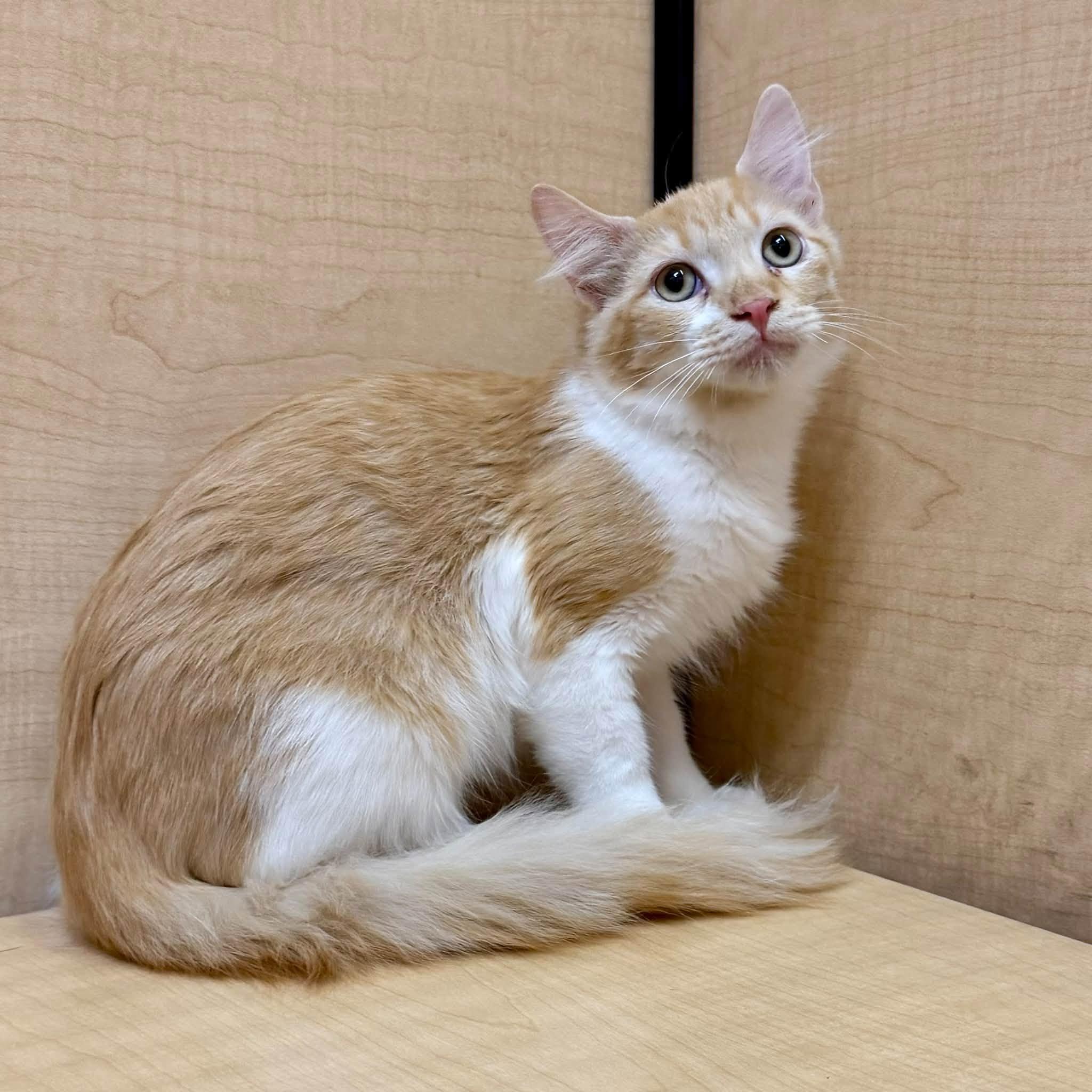 Enlarge Pennywise, a Adoptable Domestic Medium Hair in Queen Creek, AZ image 3/4