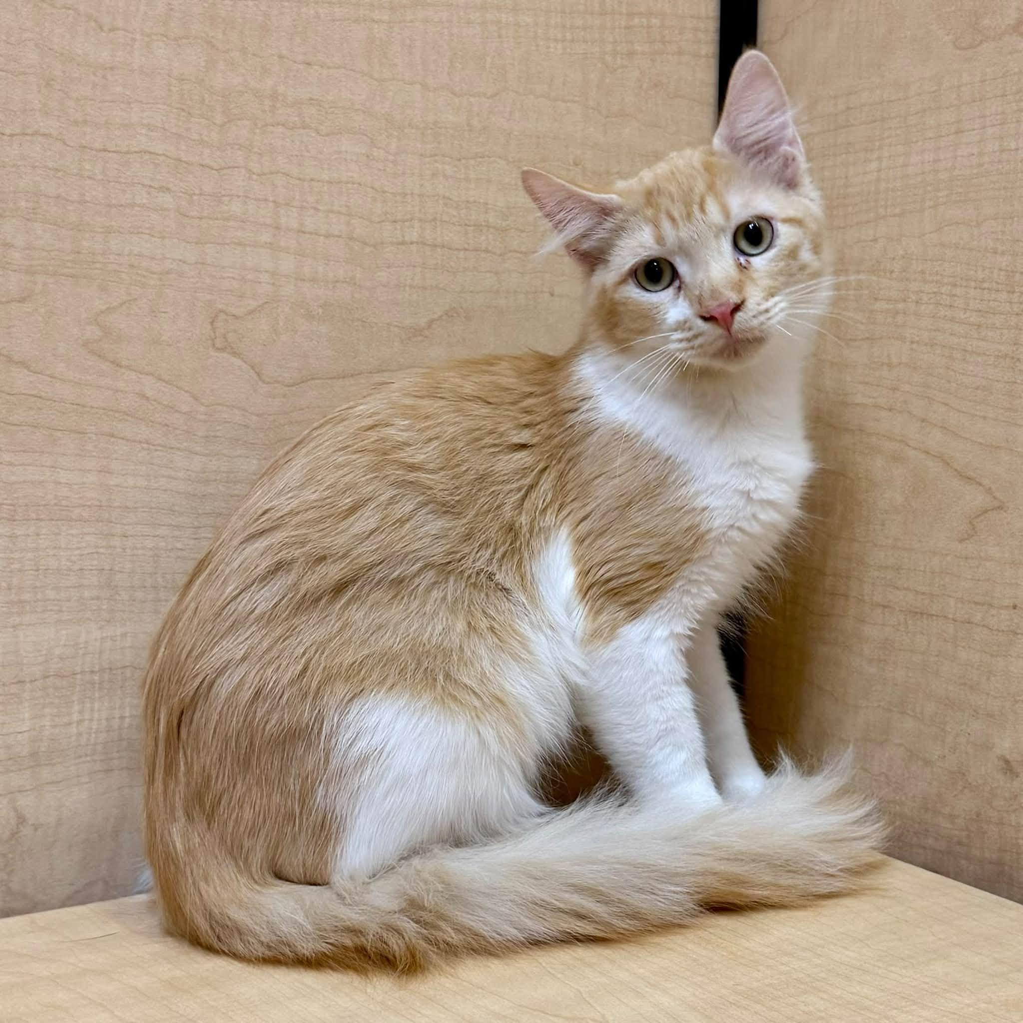 Enlarge Pennywise, a Adoptable Domestic Medium Hair in Queen Creek, AZ image 4/4