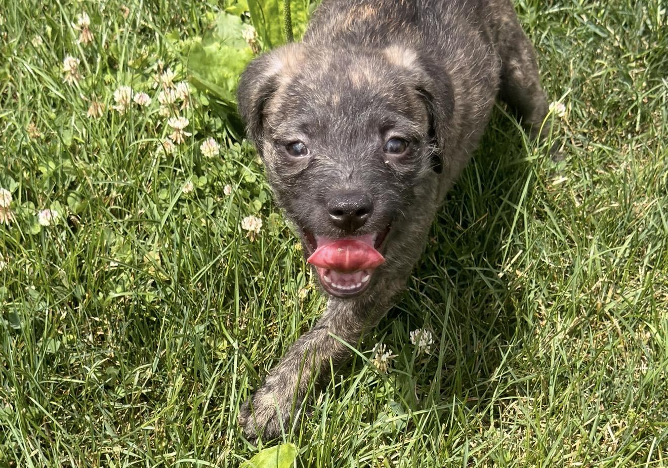 Rogue, ADOPTABLE, Puppy Male Pug.