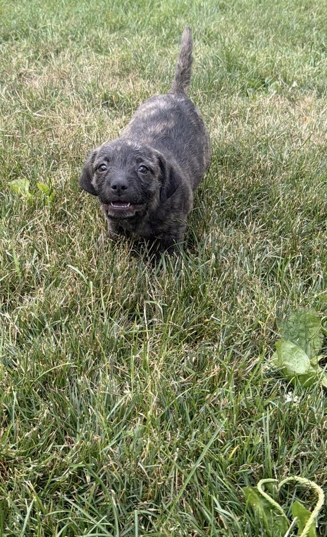 Rogue, a ADOPTABLE mixed breed in Carmel, NY image 2/4