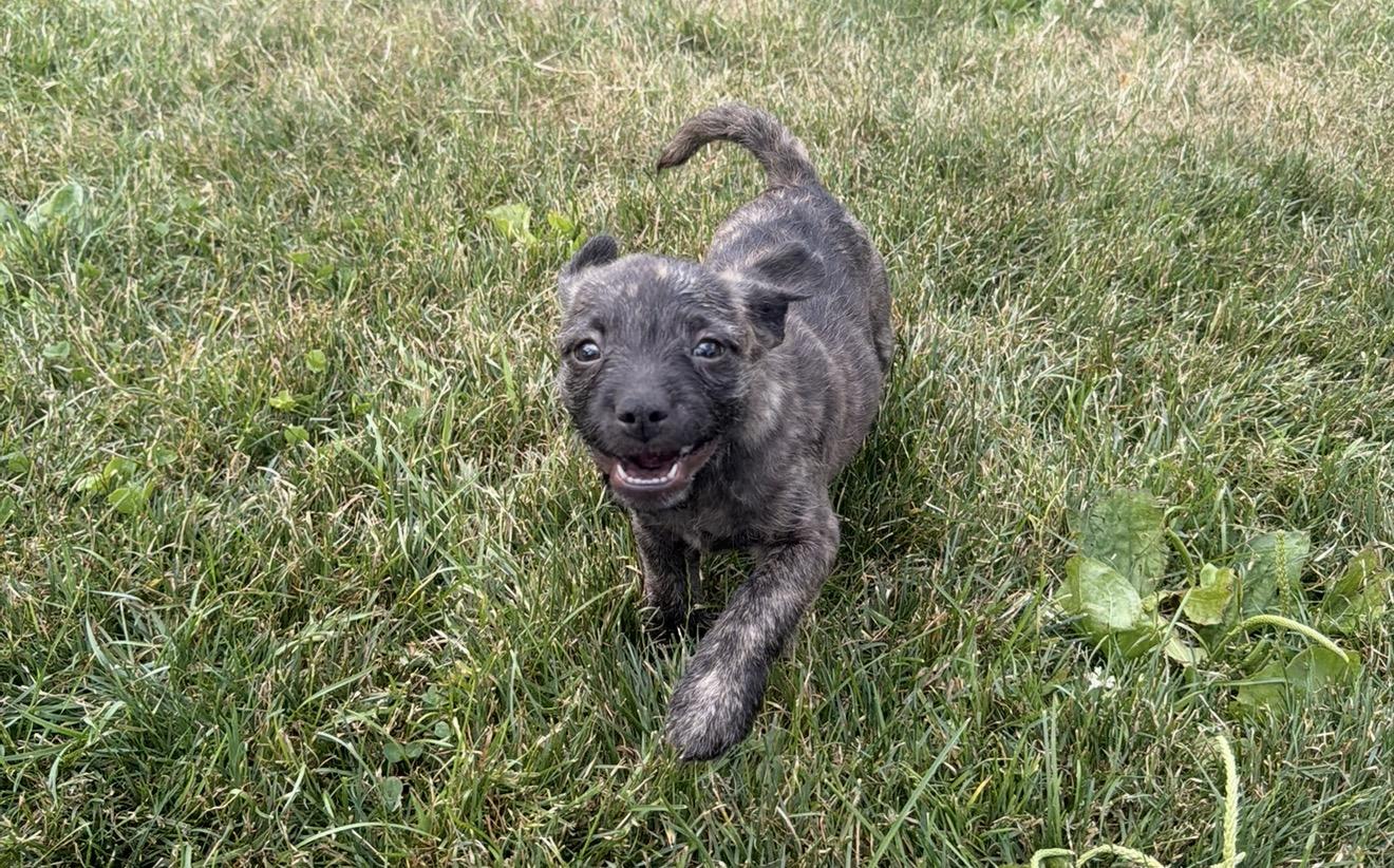 Rogue, a ADOPTABLE mixed breed in Carmel, NY image 4/4