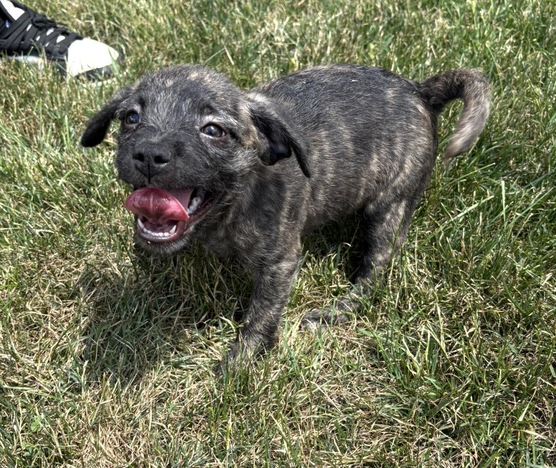 Rogue, a ADOPTABLE mixed breed in Carmel, NY image 3/4