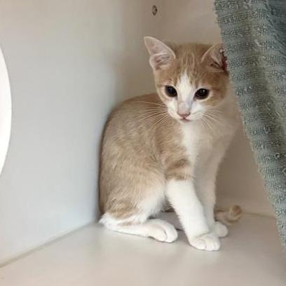 Orel, Adoptable, Kitten Male Domestic Short Hair.