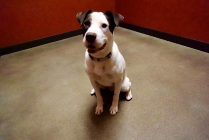 Erik, ADOPTABLE, Adult Male Pointer.