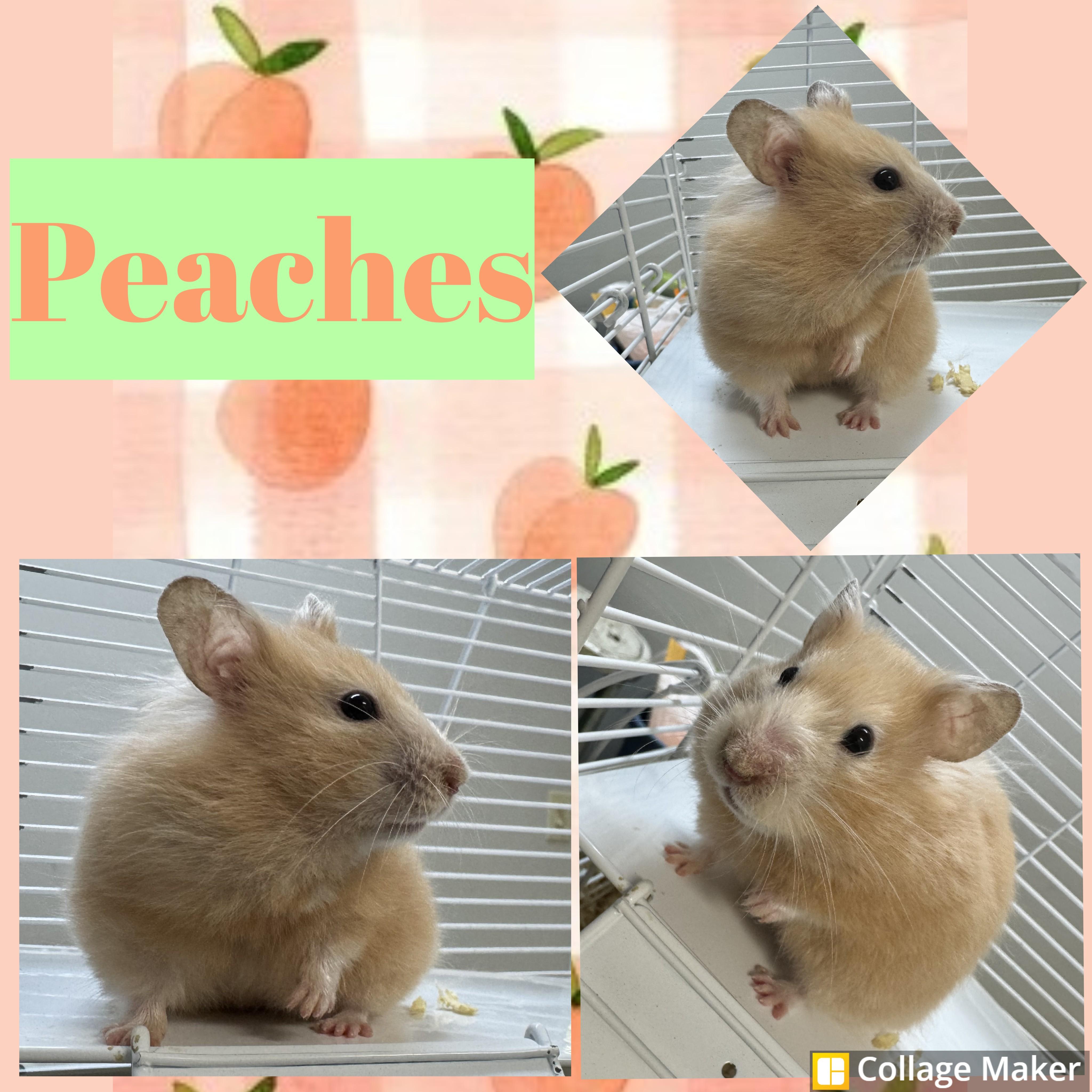 Peaches, adopted, Adult Female Hamster & Dwarf Hamster.