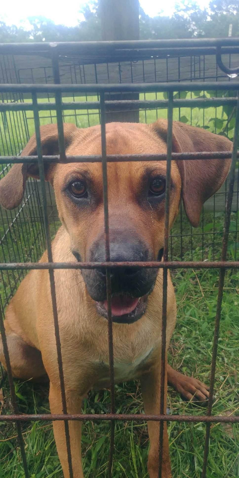 Toby, a Adoptable mixed breed in Magnolia, TX image 2/4