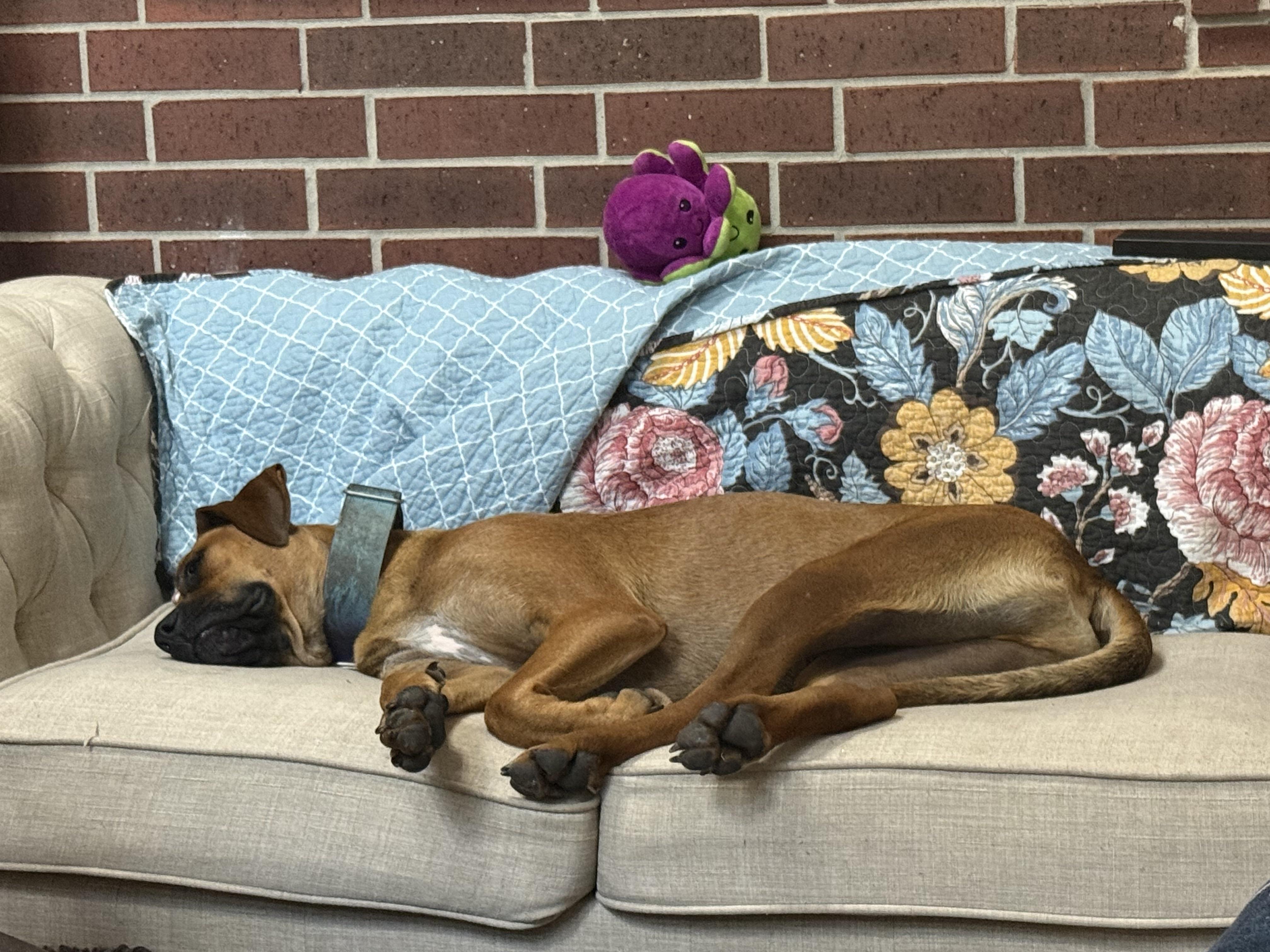 Toby, a Adoptable mixed breed in Magnolia, TX image 4/4
