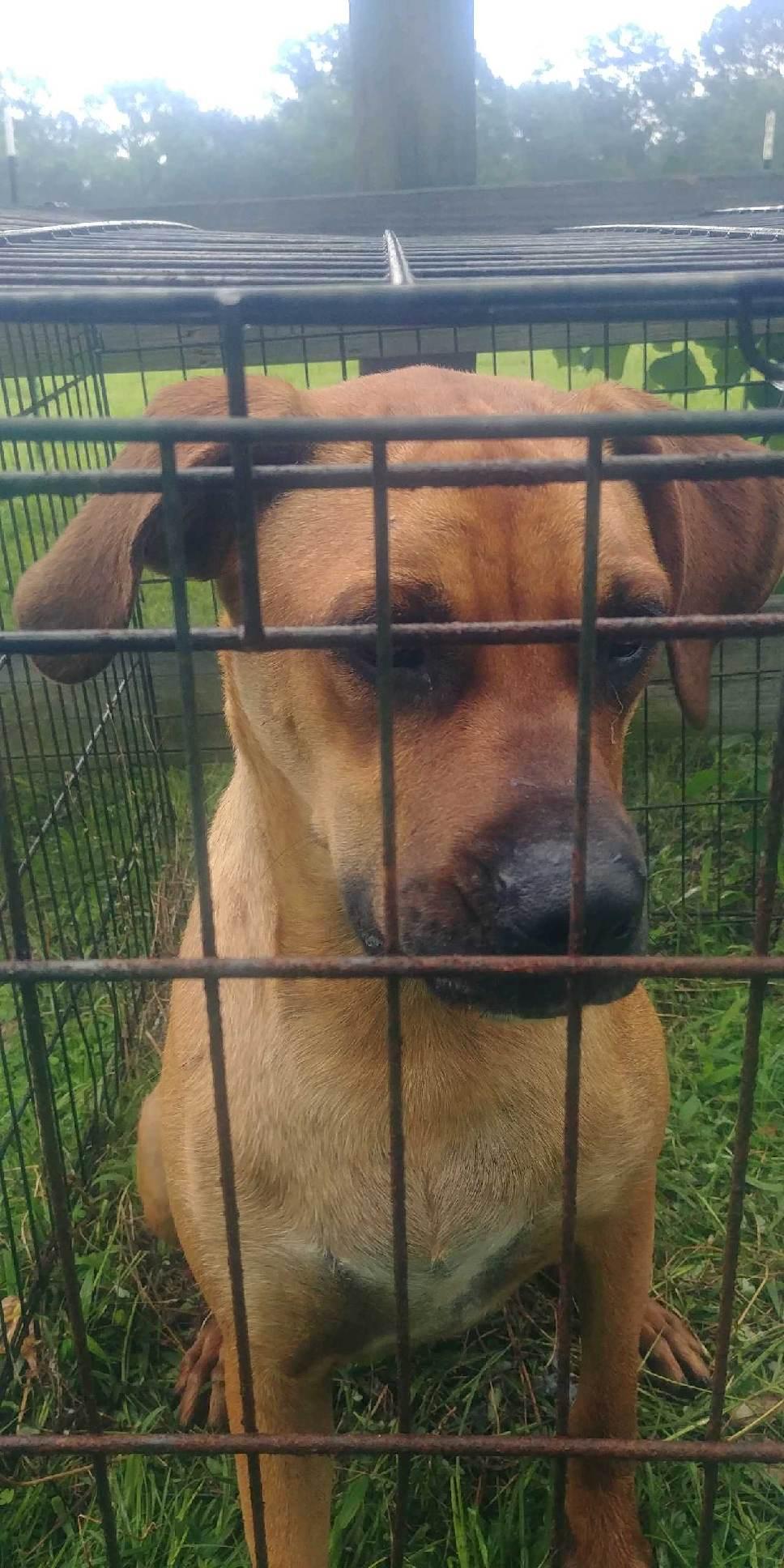 Toby, a Adoptable mixed breed in Magnolia, TX image 3/4