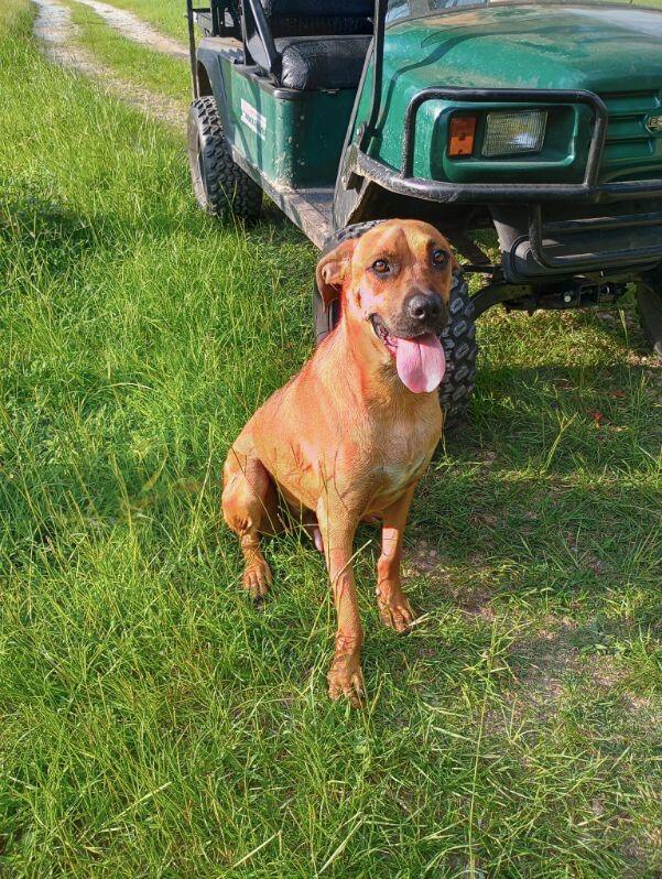 Toby, a Adoptable mixed breed in Magnolia, TX image 1/4