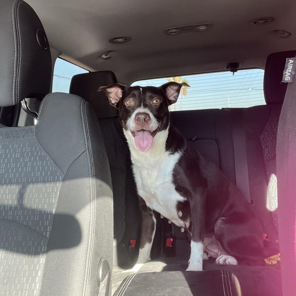 Delilah, Adoptable, Adult Female American Staffordshire Terrier & Mixed Breed.