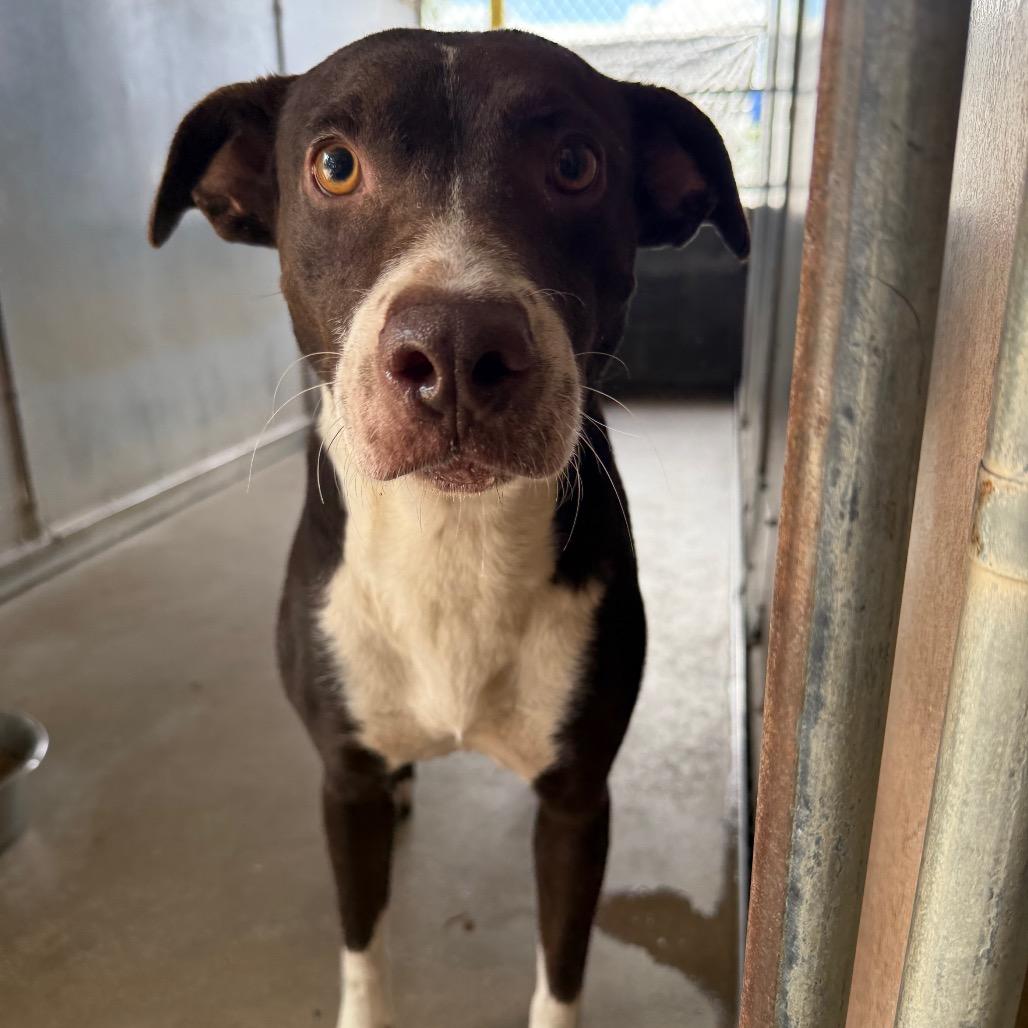 Delilah, Adoptable, Adult Female American Staffordshire Terrier & Mixed Breed.