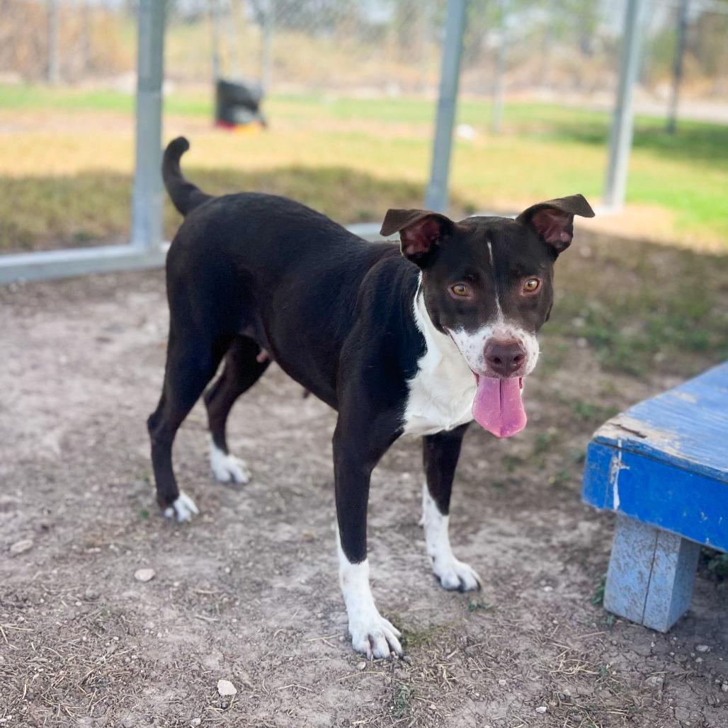 Enlarge Delilah, a Adoptable mixed breed in Edinburg, TX image 3/6