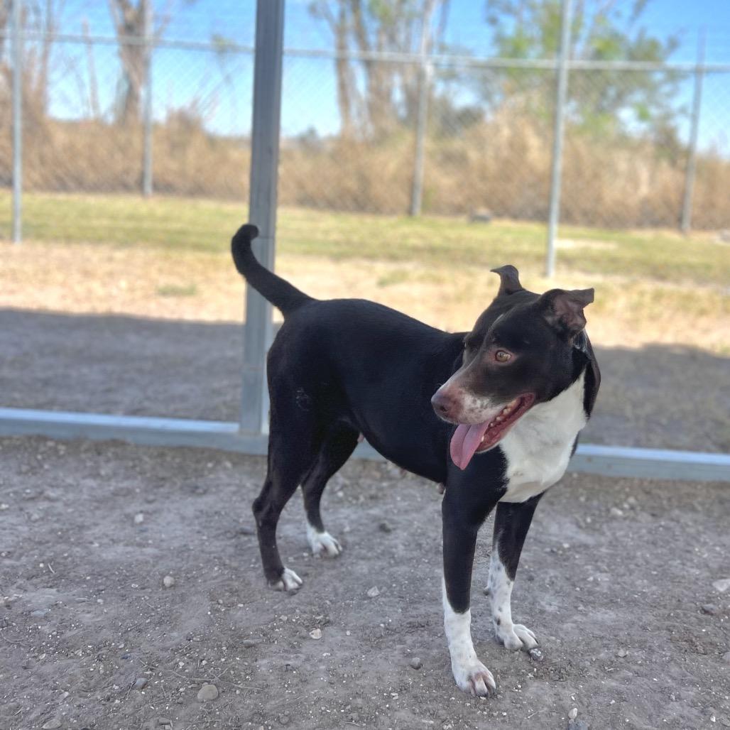 Delilah, a Adoptable mixed breed in Edinburg, TX image 2/4