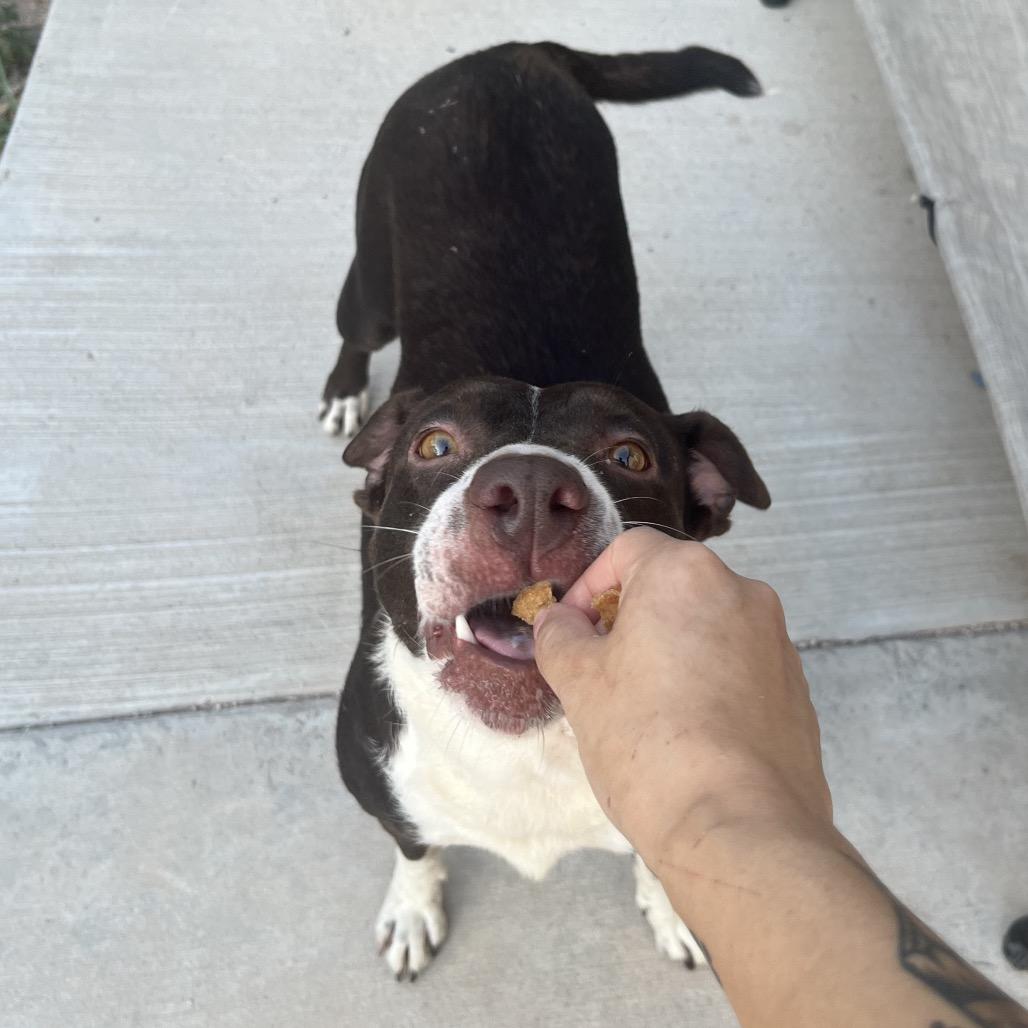 Enlarge Delilah, a Adoptable mixed breed in Edinburg, TX image 4/6