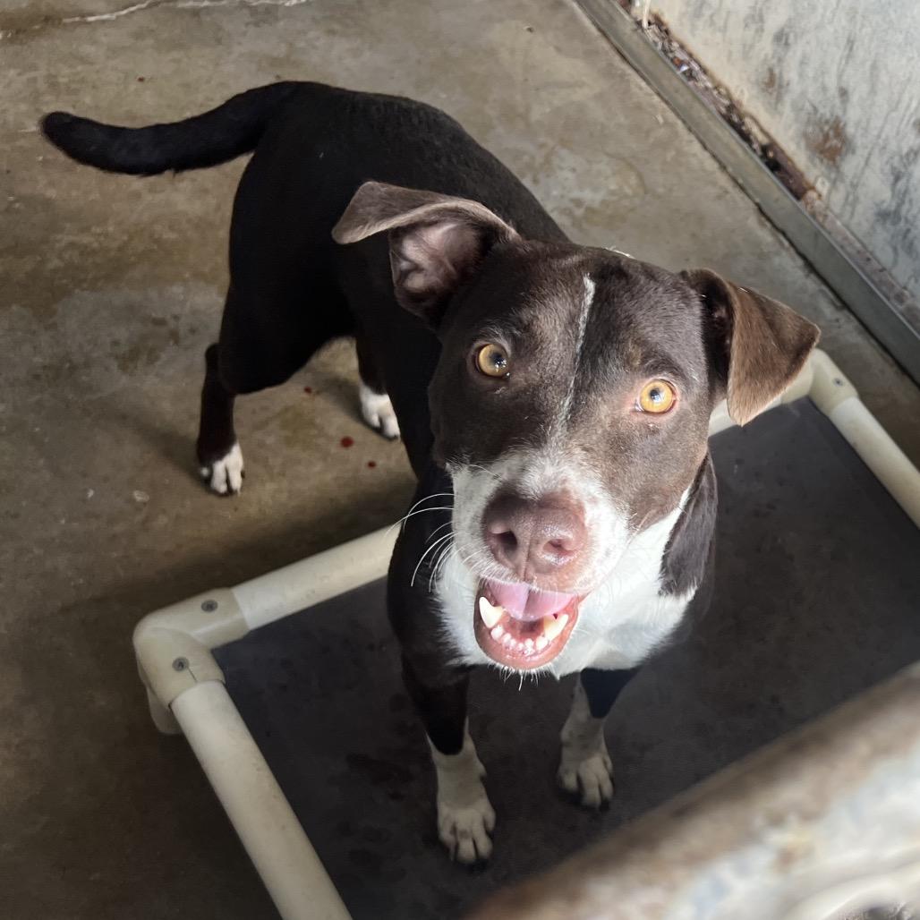 Delilah, a Adoptable mixed breed in Edinburg, TX image 3/4