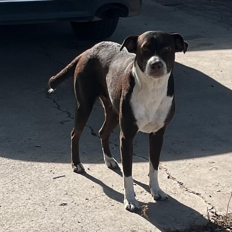 Delilah, a Adoptable mixed breed in Edinburg, TX image 4/4