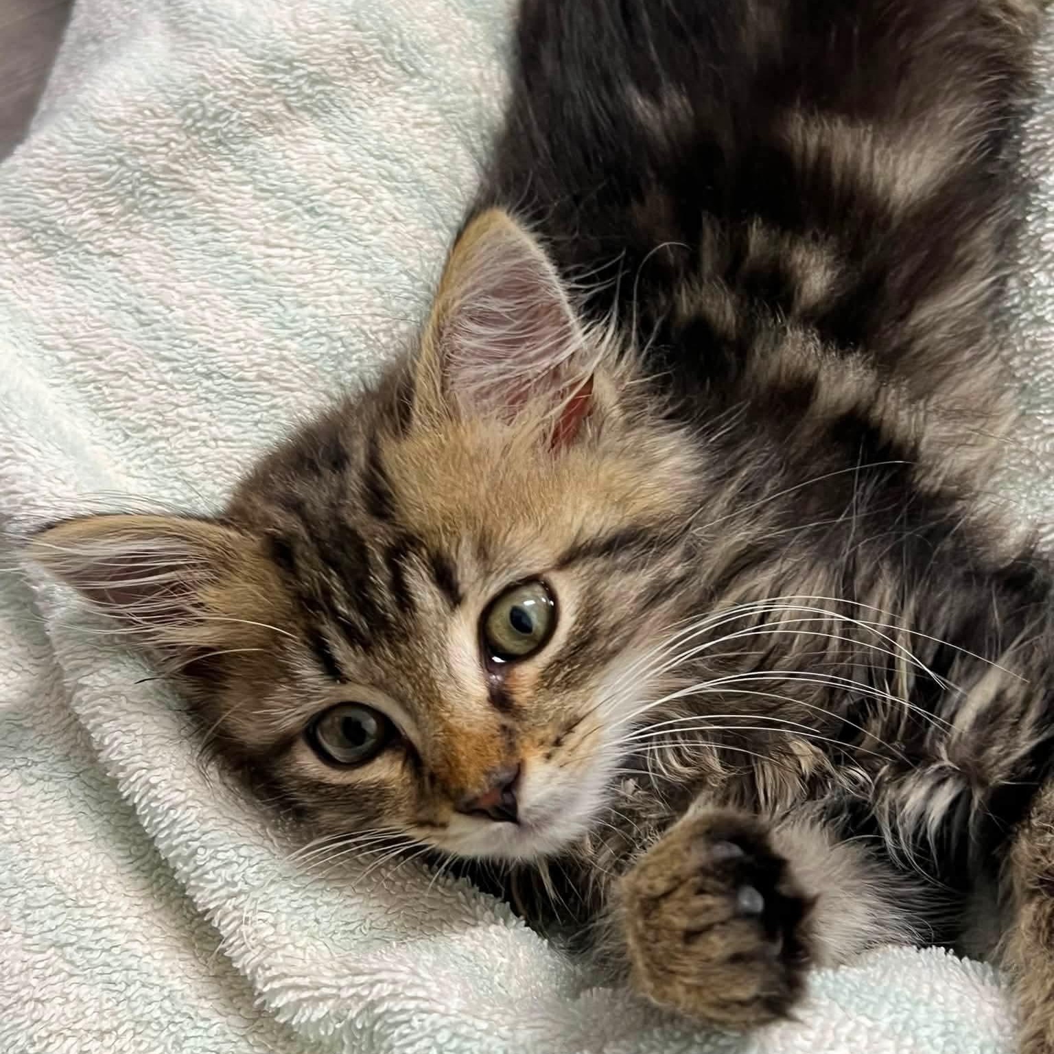 Sinbad, adopted, Kitten Male Domestic Long Hair.