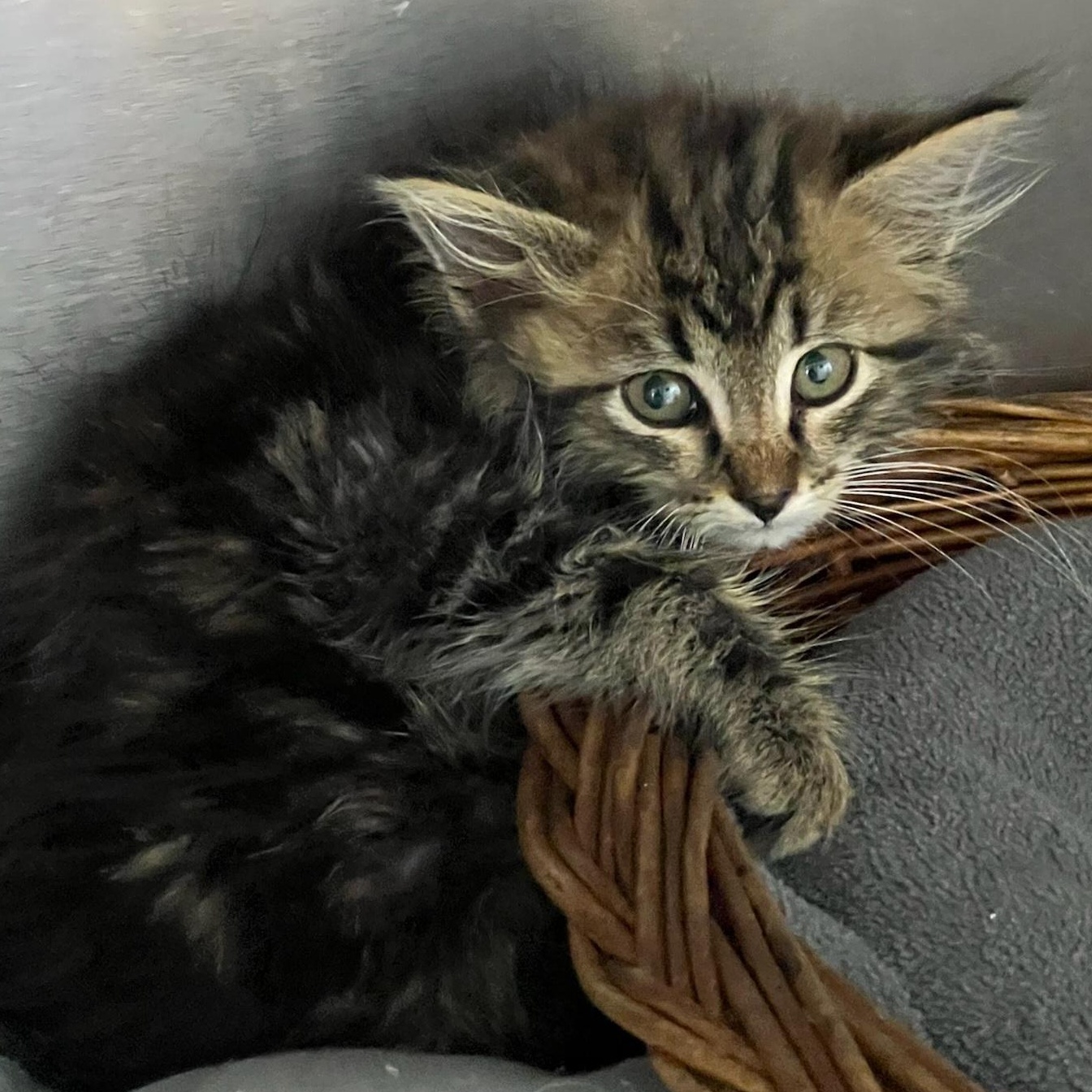 Sinbad, an adopted Domestic Long Hair in St. Marys, WV image 3/3
