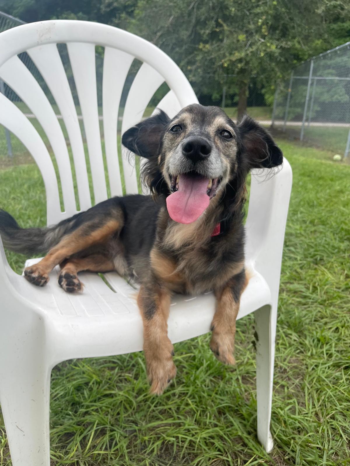 Brandon 3623, a Adoptable Mixed Breed in Boca Raton, FL image 2/3