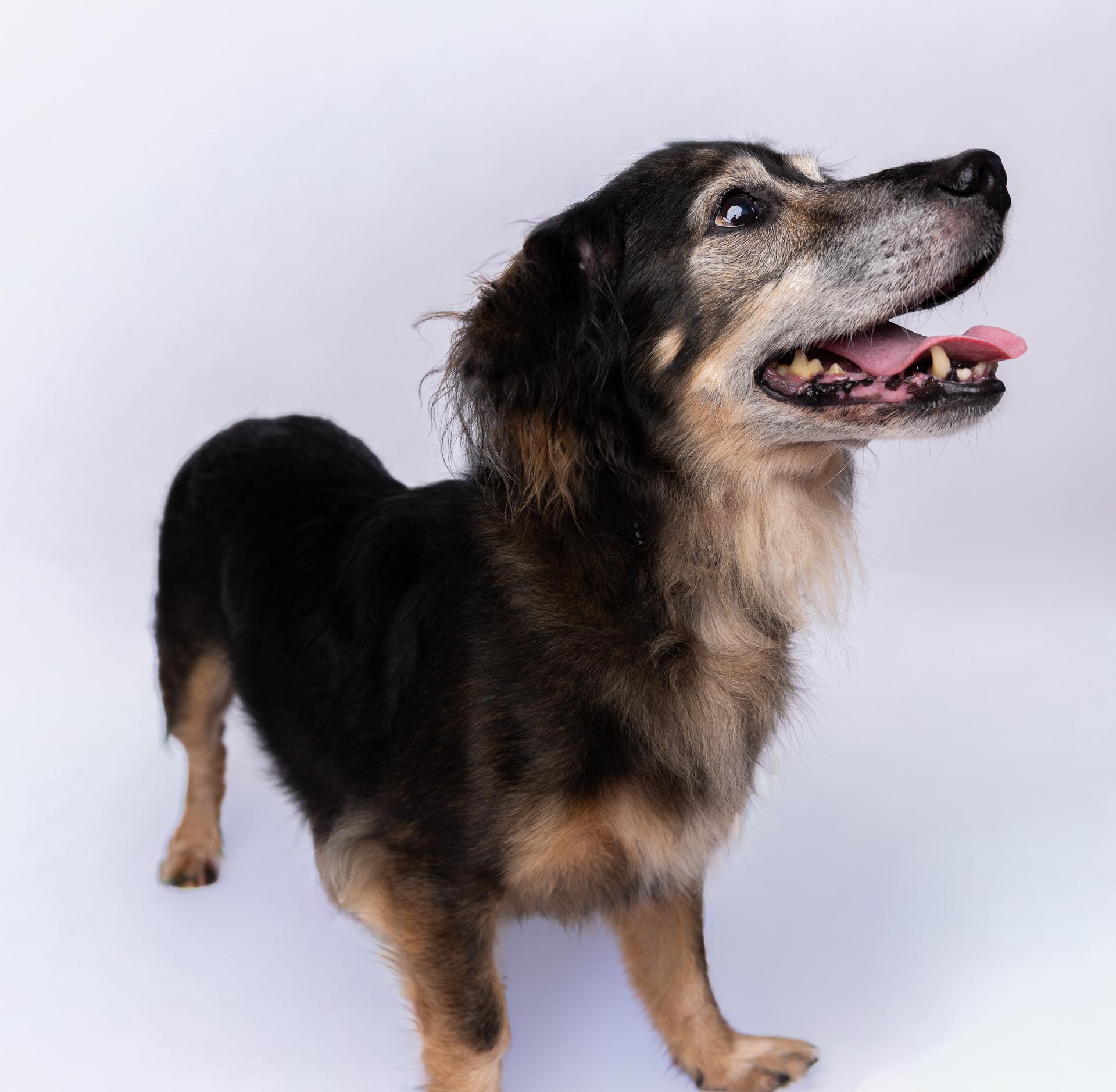 Brandon 3623, a Adoptable Mixed Breed in Boca Raton, FL image 3/3