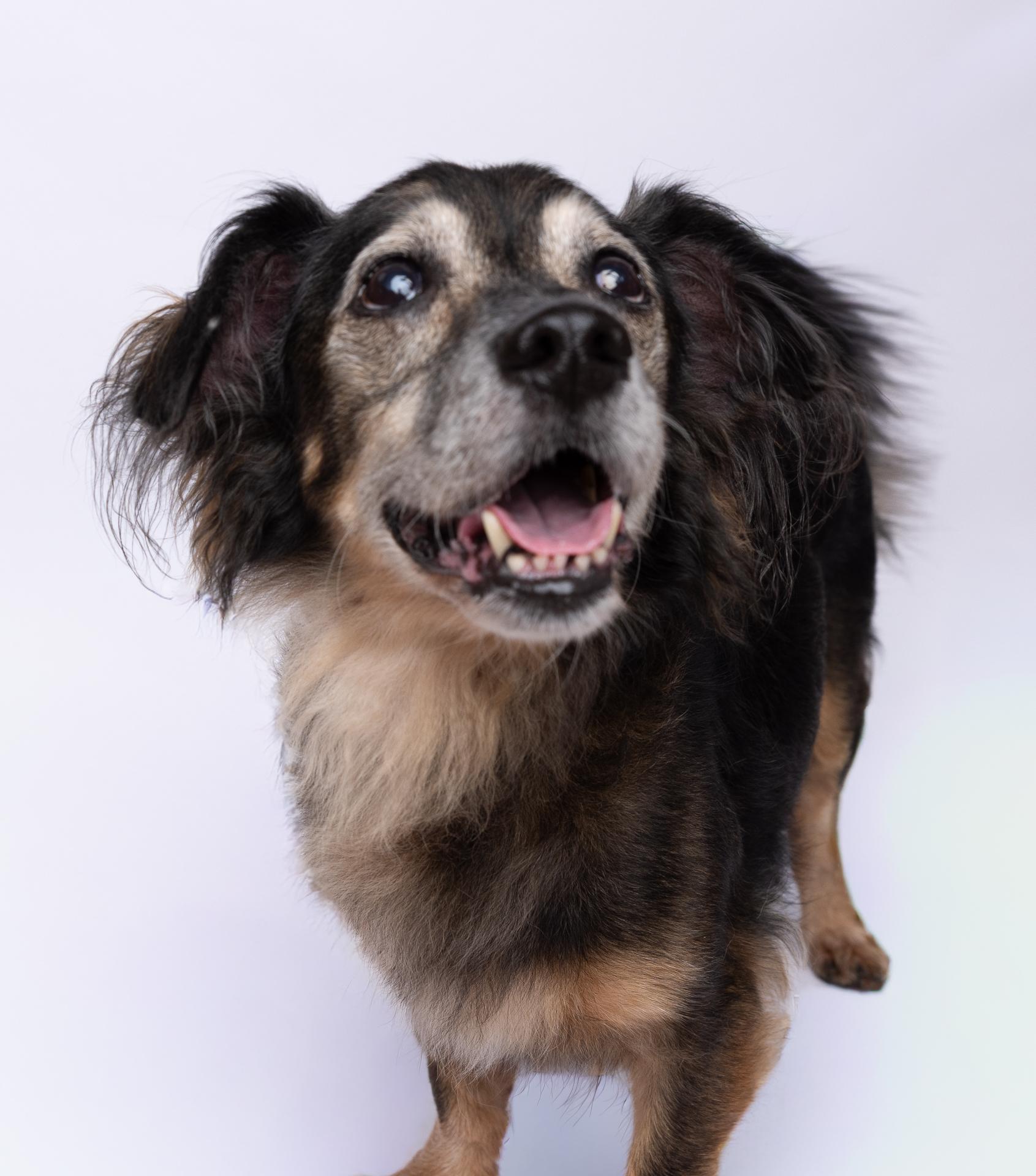 Brandon 3623, Adoptable, Senior Male Mixed Breed.