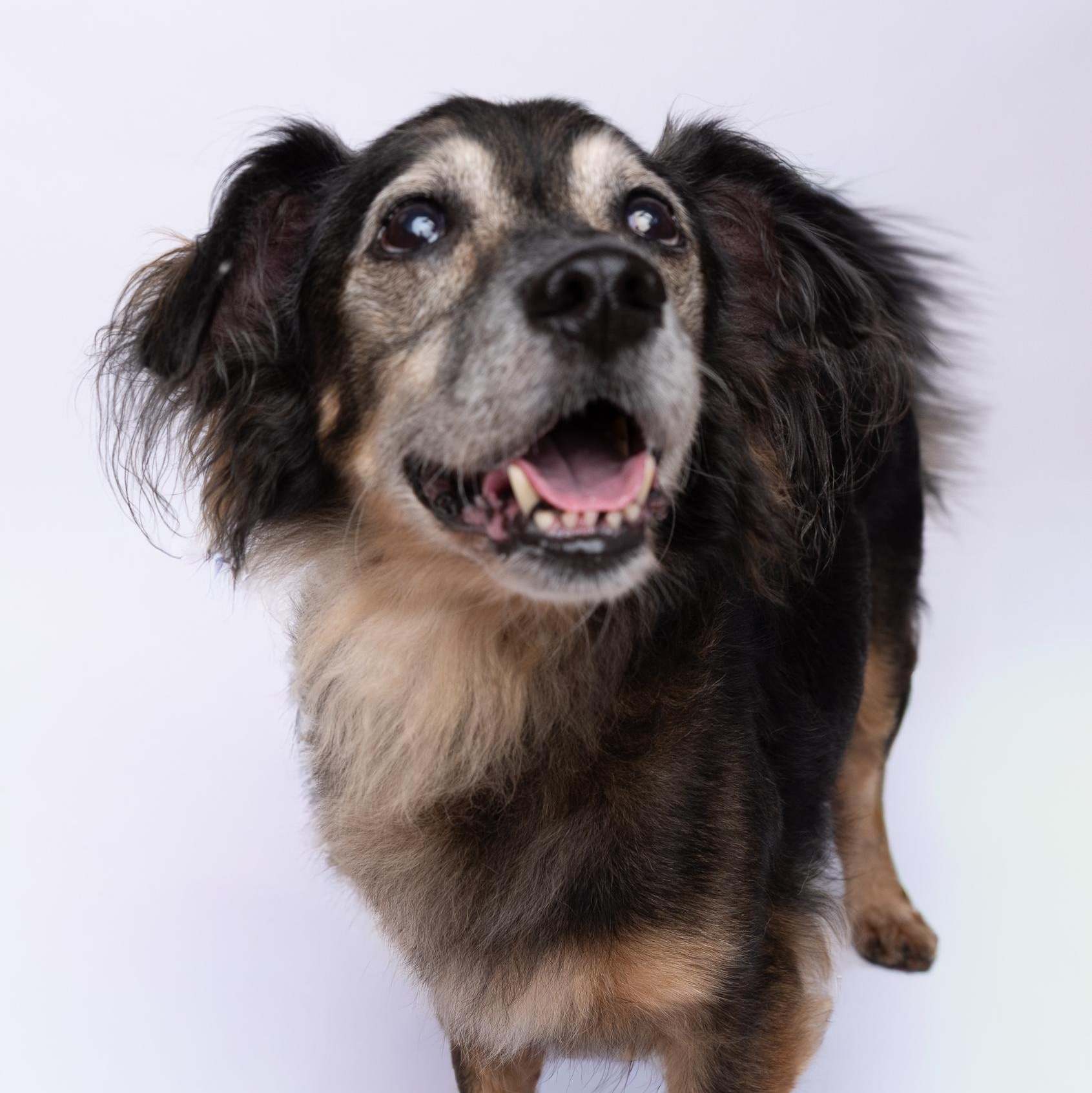 Brandon 3623, a Adoptable mixed breed in Boca Raton, FL image 1/3