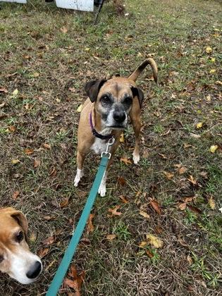 Woody, a Adoptable mixed breed in Simcoe, ON image 1/3
