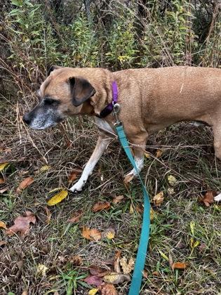Woody, Adoptable, Senior Male Pug & Mixed Breed.