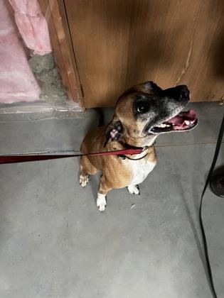 Woody, a Adoptable mixed breed in Simcoe, ON image 3/3