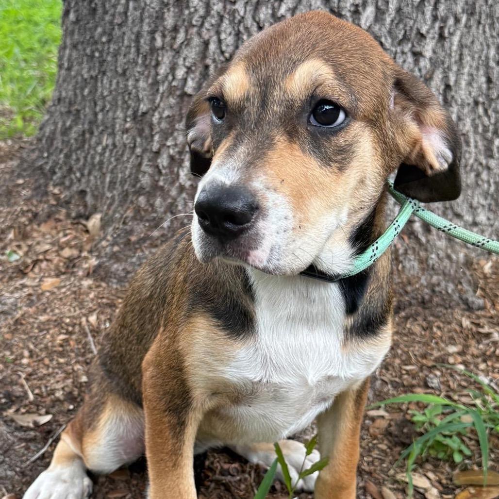 TALLULAH, Adoptable, Young Female Labrador Retriever & Mixed Breed.