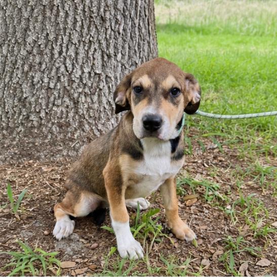 Enlarge TALLULAH, a Adoptable mixed breed in Berlin, NJ image 2/6