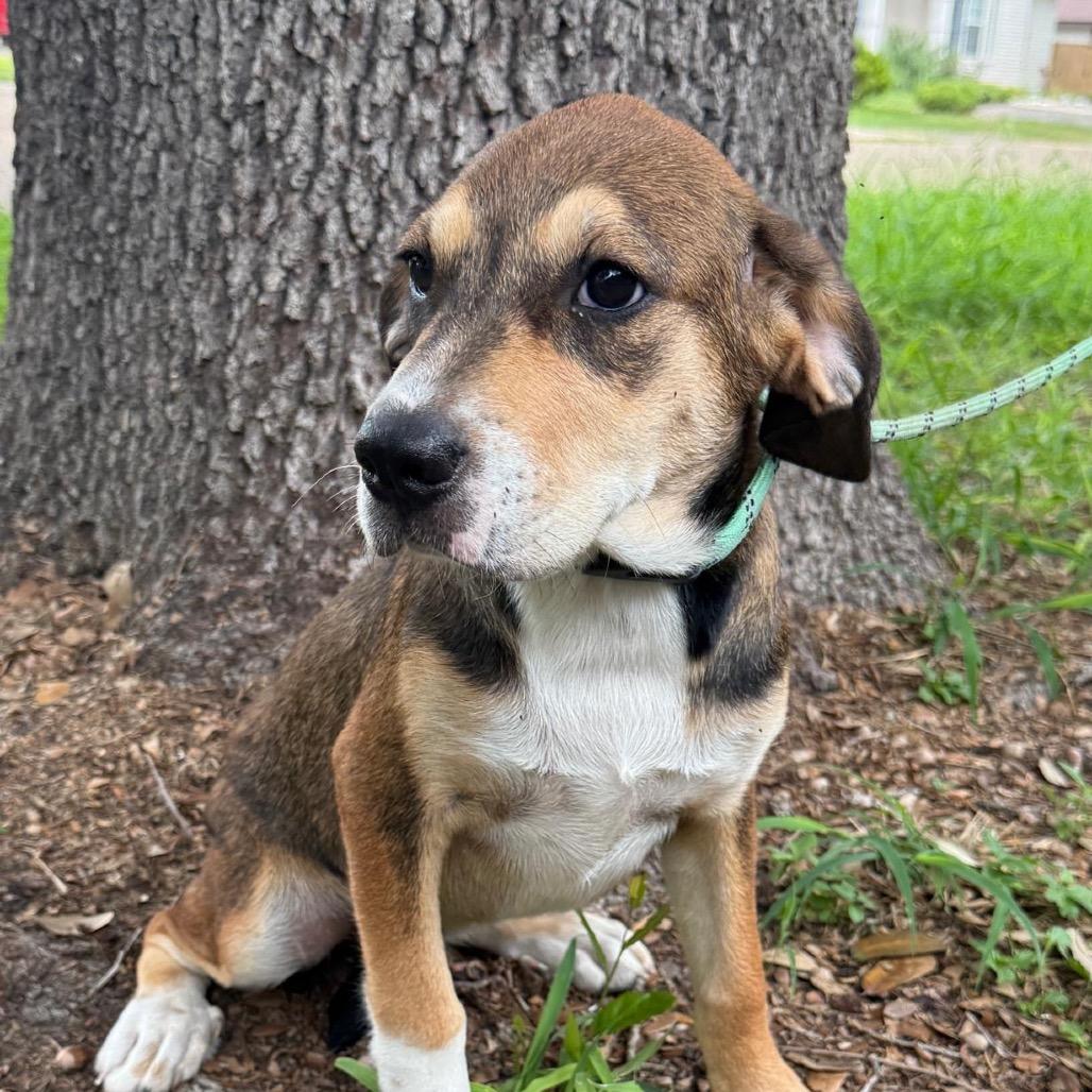 Enlarge TALLULAH, a Adoptable mixed breed in Berlin, NJ image 5/6