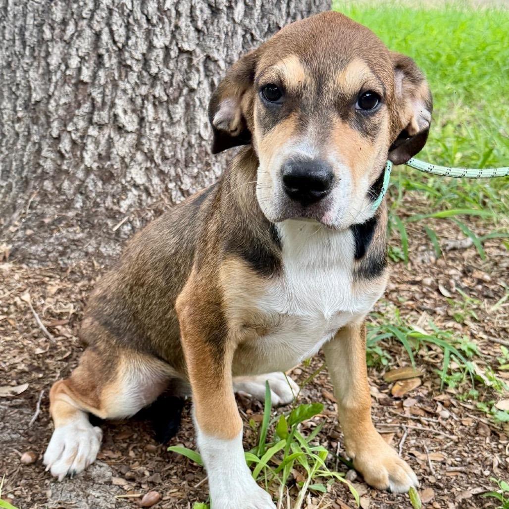 Enlarge TALLULAH, a Adoptable mixed breed in Berlin, NJ image 6/6