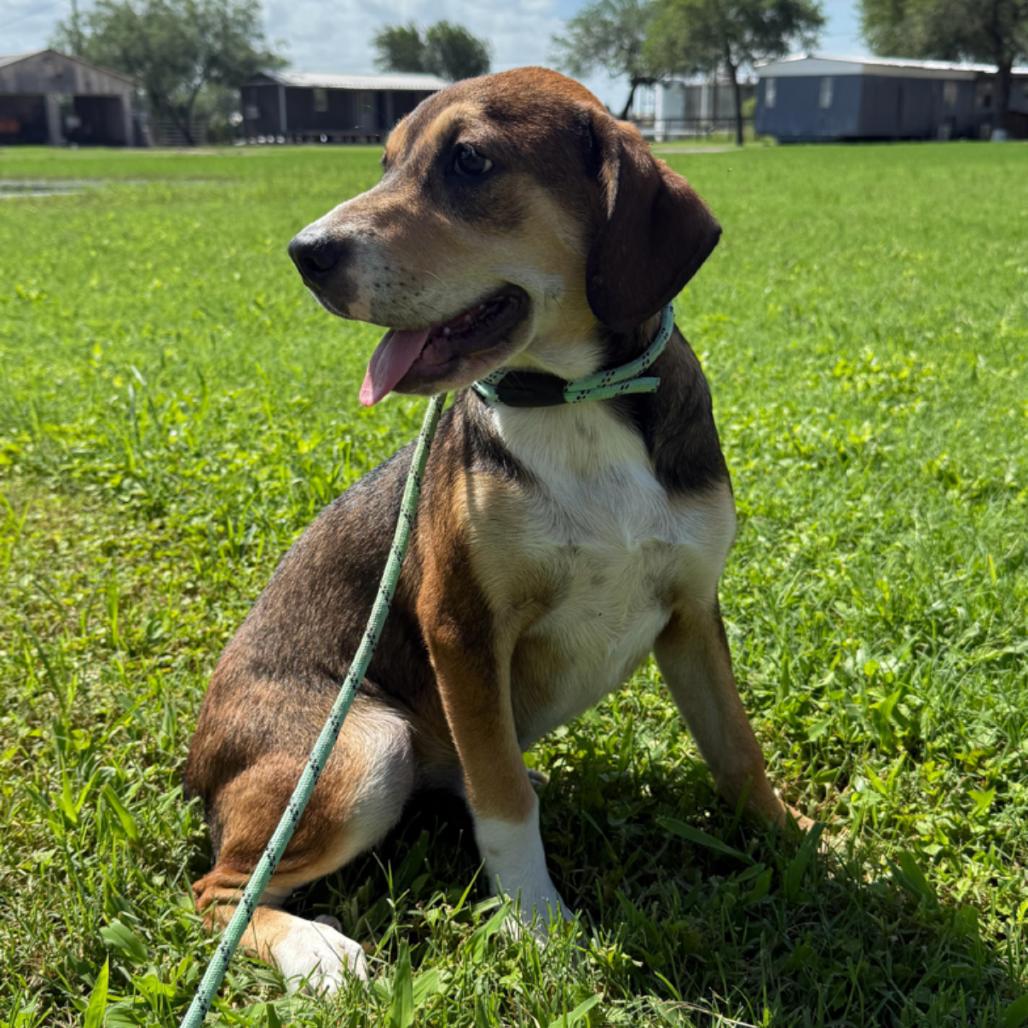 Enlarge TALLULAH, a Adoptable mixed breed in Berlin, NJ image 3/6