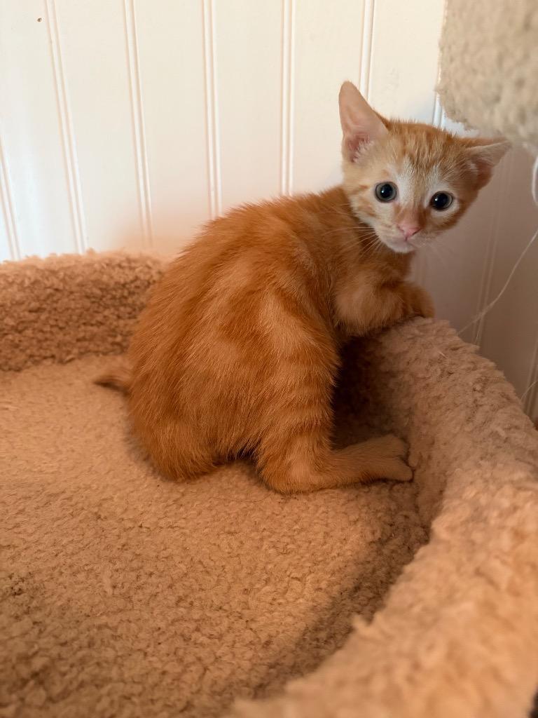 Enlarge Arugula, a Adoptable Domestic Short Hair in Sorrento, LA image 1/1